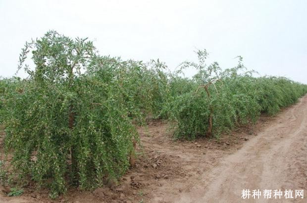 枸杞幼树如何整形修剪？
