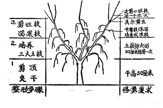 枸杞幼树如何整形修剪？