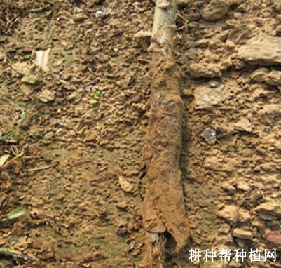 芦笋紫纹羽病如何防治？