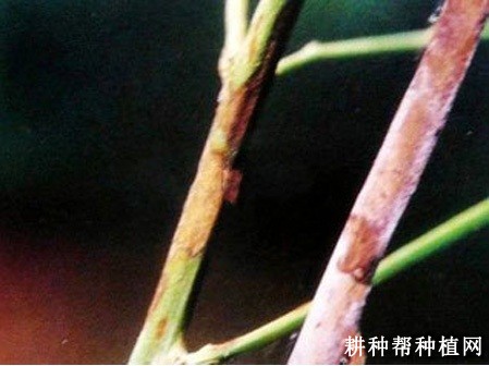 芦笋斑点病如何防治？