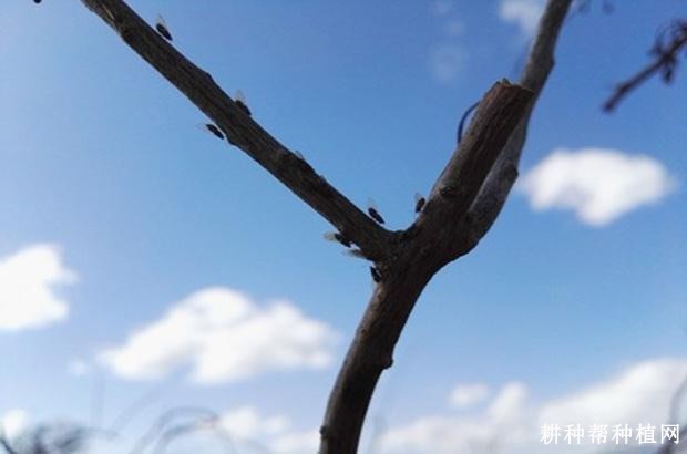 枸杞木虱如何防治？