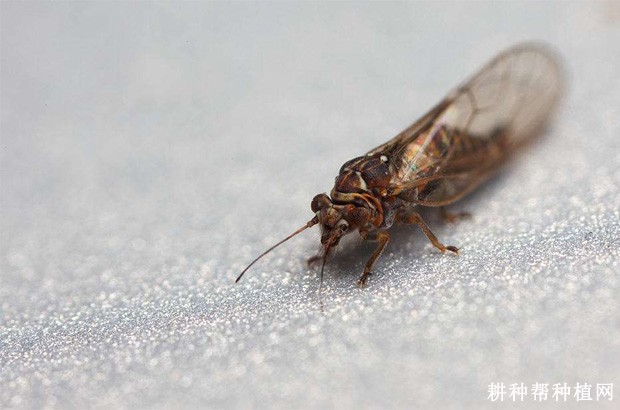 芦笋疫霉根腐病如何防治? 芦笋疫霉根腐病如何防治?