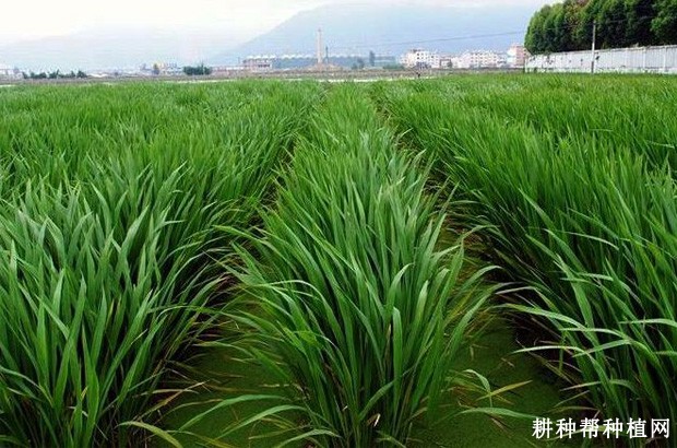 杼子茭茭白品种好不好? 杼子茭茭白品种好不好?