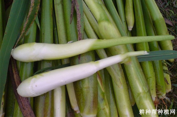 杼子茭茭白品种好不好? 杼子茭茭白品种好不好?