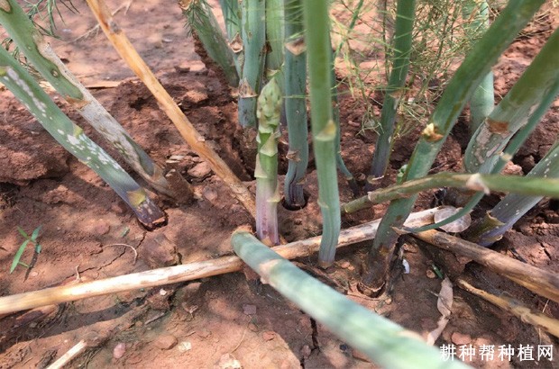 芦笋疫霉根腐病如何防治? 芦笋疫霉根腐病如何防治?