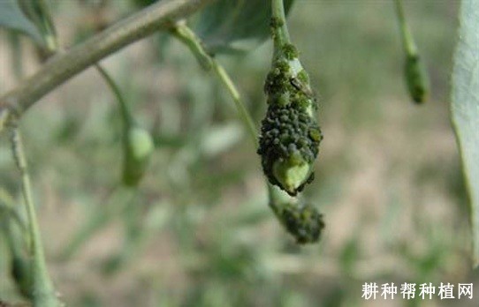 枸杞蚜虫如何防治？