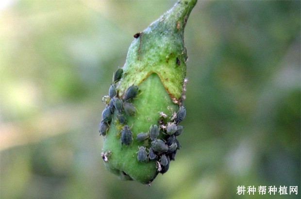 枸杞蚜虫如何防治？