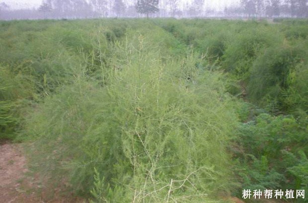 芦笋叶枯病如何防治? 芦笋叶枯病如何防治?