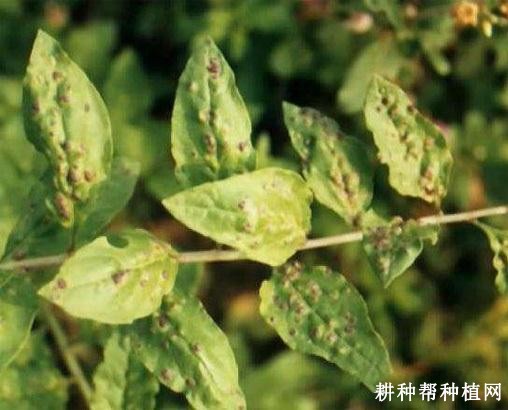 枸杞蚜虫如何防治？