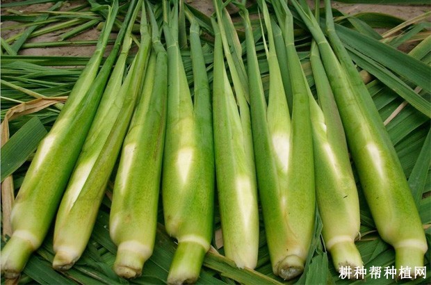 中秋茭茭白品种好不好? 中秋茭茭白品种好不好?