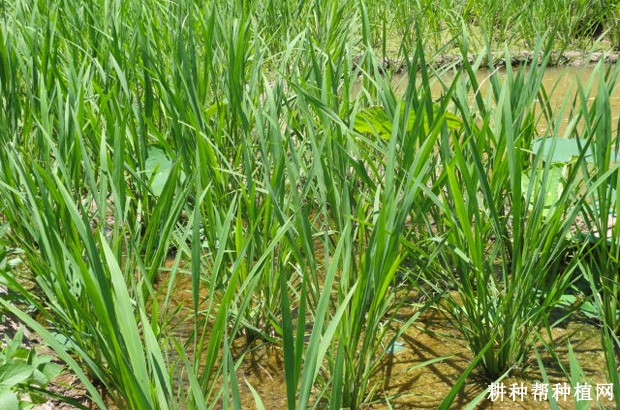 中秋茭茭白品种好不好? 中秋茭茭白品种好不好?