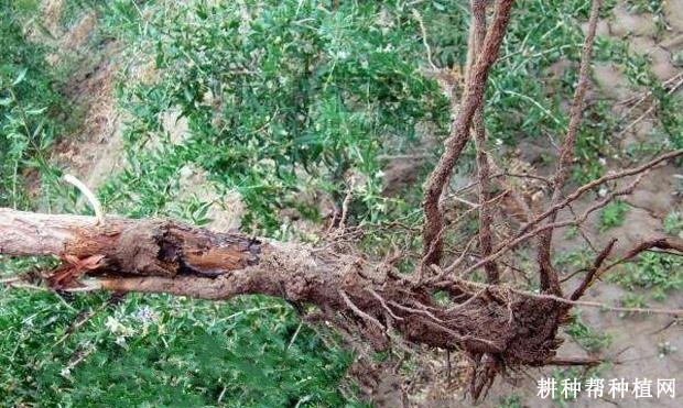 枸杞根腐病如何防治? 枸杞根腐病如何防治?