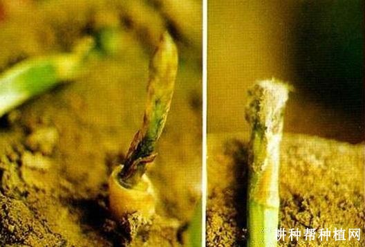 芦笋灰霉病如何防治? 芦笋灰霉病如何防治?