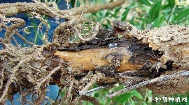 枸杞根腐病如何防治? 枸杞根腐病如何防治?