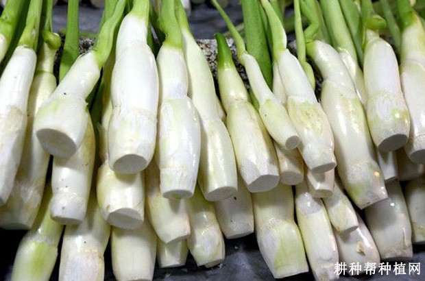 中蜡台茭白品种好不好？