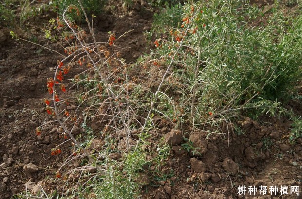 枸杞根腐病如何防治? 枸杞根腐病如何防治?