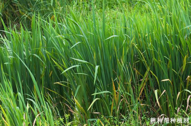 中蜡台茭白品种好不好？
