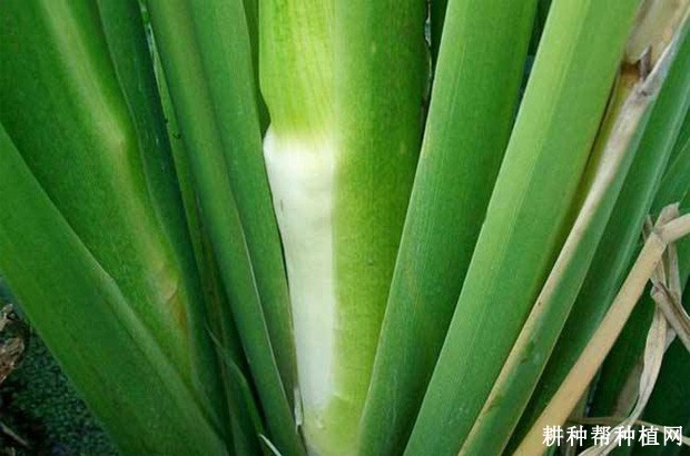 小蜡台茭白品种好不好? 小蜡台茭白品种好不好?