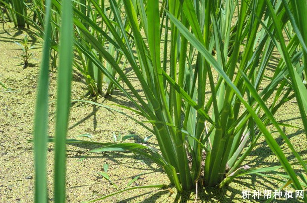 小蜡台茭白品种好不好? 小蜡台茭白品种好不好?