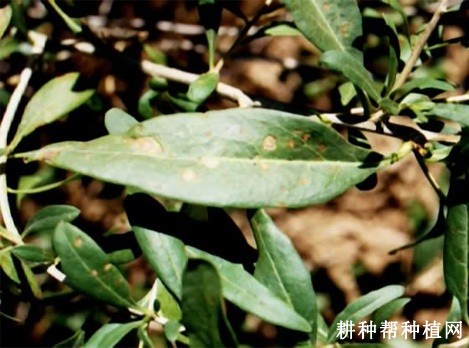 枸杞灰斑病如何防治？