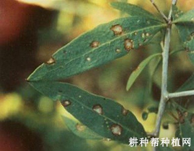 枸杞灰斑病如何防治？