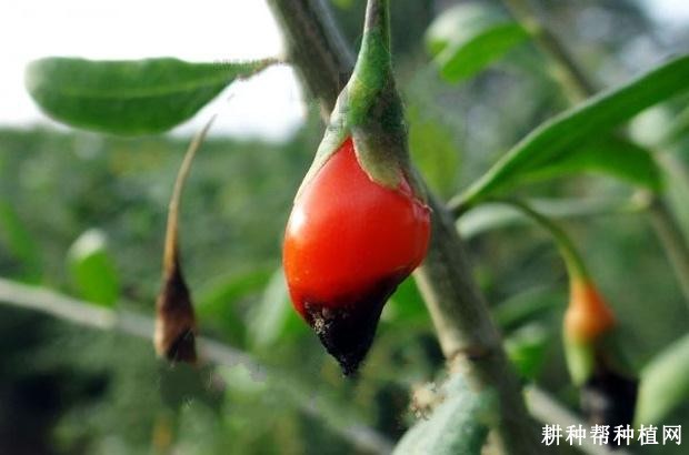 枸杞炭疽病如何防治? 枸杞炭疽病如何防治?