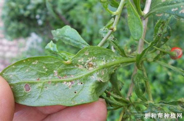 枸杞炭疽病如何防治? 枸杞炭疽病如何防治?