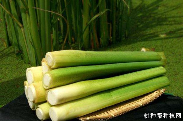 两头早茭白品种好不好？