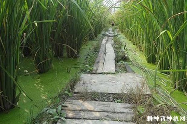 刘潭茭茭白品种好不好? 刘潭茭茭白品种好不好?