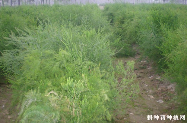 冠军芦笋品种好不好？