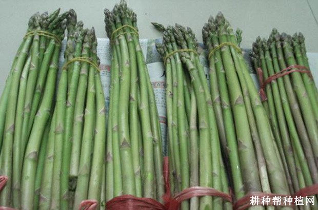 冠军芦笋品种好不好？