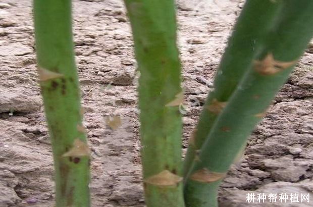 芦笋炭疽病如何防治? 芦笋炭疽病如何防治?