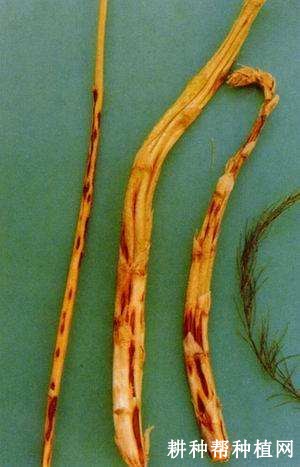 芦笋炭疽病如何防治? 芦笋炭疽病如何防治?