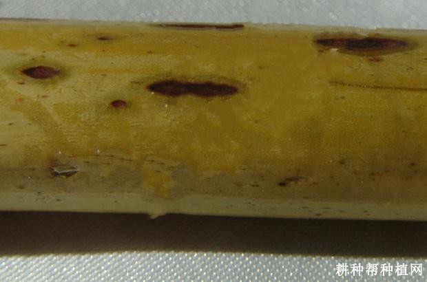 芦笋炭疽病如何防治? 芦笋炭疽病如何防治?