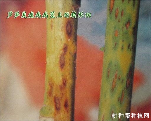 芦笋炭疽病如何防治? 芦笋炭疽病如何防治?