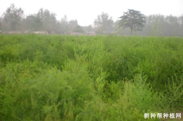 绿塔芦笋品种好不好? 绿塔芦笋品种好不好?