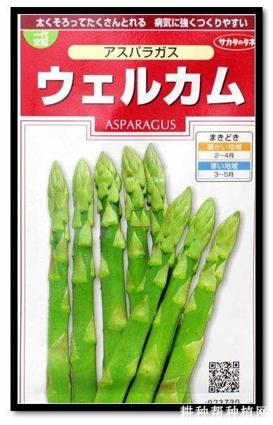 绿塔芦笋品种好不好? 绿塔芦笋品种好不好?