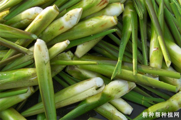 83-1品系茭白品种好不好？