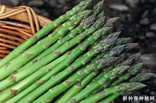 杰西奈特芦笋品种好不好? 杰西奈特芦笋品种好不好?
