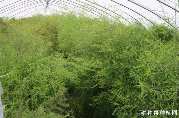 杰西奈特芦笋品种好不好? 杰西奈特芦笋品种好不好?