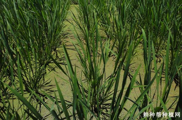 83-1品系茭白品种好不好？