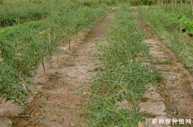 种植枸杞如何追肥？