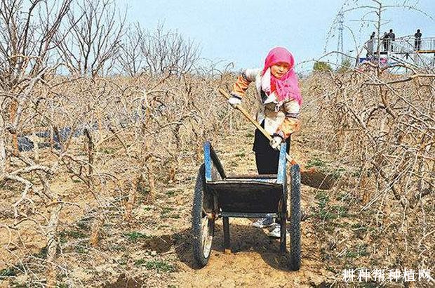 枸杞什么时候施基肥好? 枸杞什么时候施基肥好?