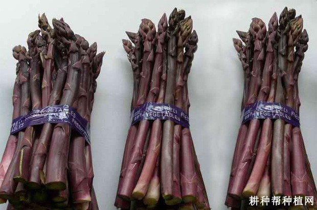 紫色***芦笋品种好不好? 紫色***芦笋品种好不好?