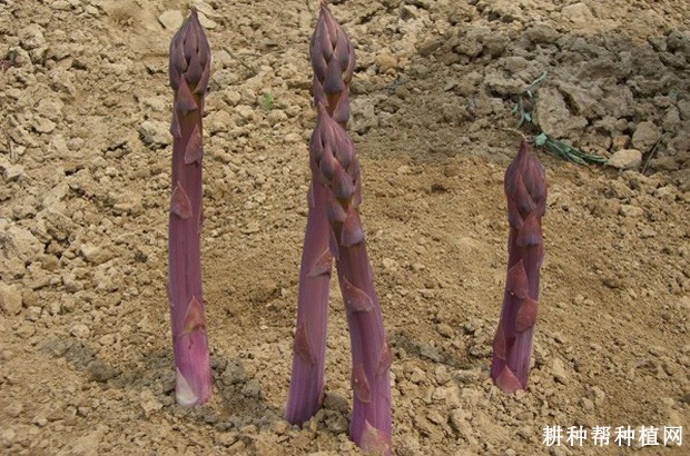 紫色***芦笋品种好不好? 紫色***芦笋品种好不好?