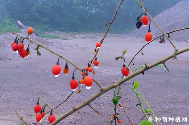 枸杞树怎么浇水? 枸杞树怎么浇水?