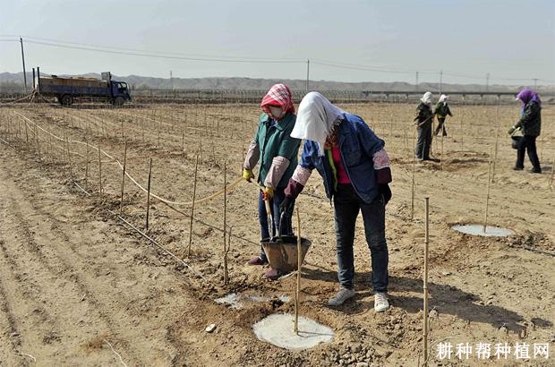枸杞树怎么浇水? 枸杞树怎么浇水?