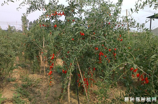 枸杞树怎么浇水? 枸杞树怎么浇水?