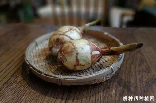 马蹄姑慈姑品种好不好？