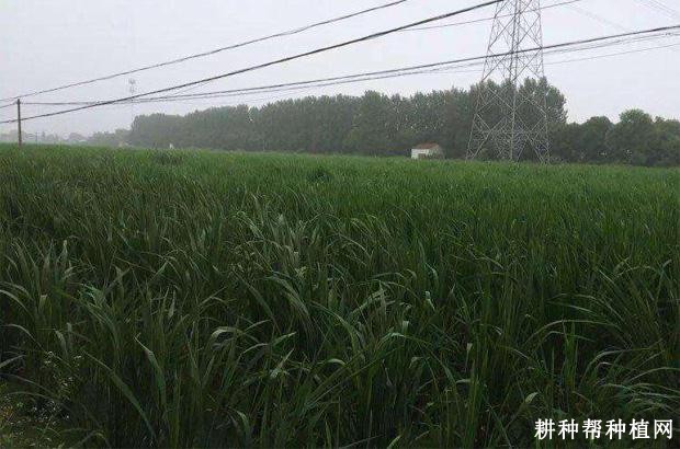 无锡早夏茭茭白品种好不好? 无锡早夏茭茭白品种好不好?